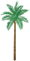 Coconut Trees